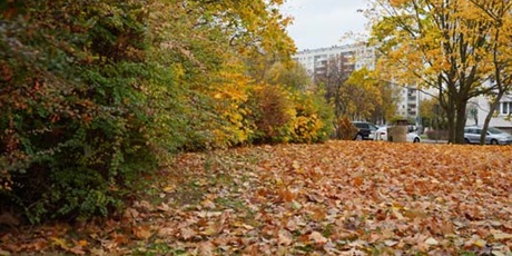 Powiększ grafikę: jesien-na-zabiance-564650.jpg